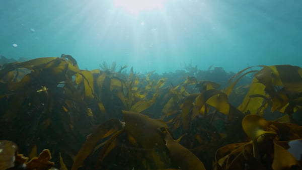 Kelp!